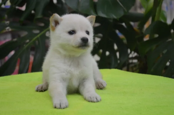 ID:1310-00897の子犬