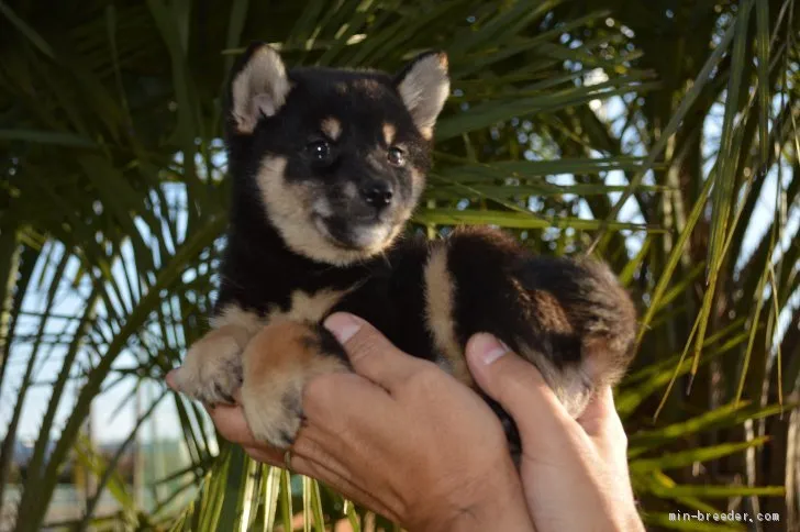 ID:1911-02155の子犬