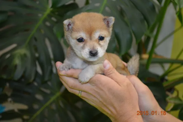 ID:1412-01037の子犬