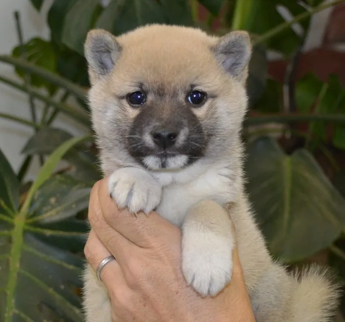 ID:1611-01624の子犬