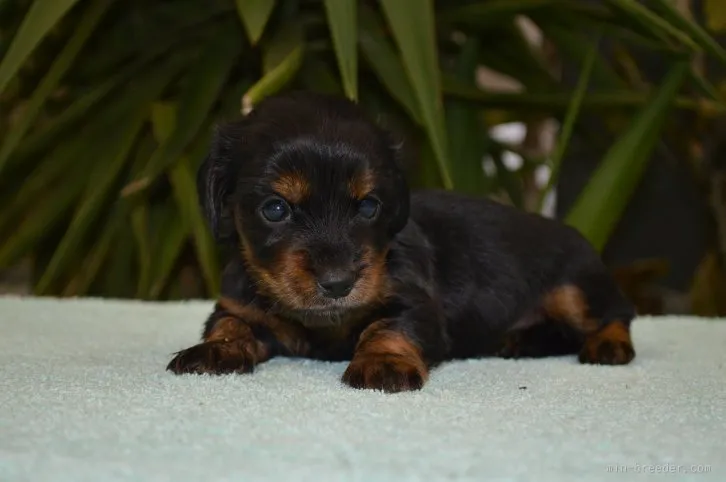 ID:1601-00950の子犬