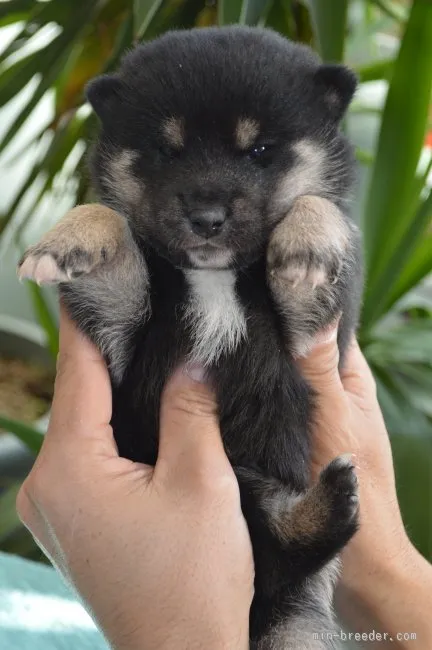 ID：1602-00577の子犬