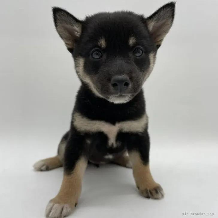 ID:2310-03755の子犬