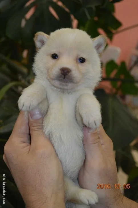 ID:1612-01110の子犬