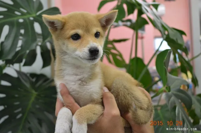 ID：1509-01149の子犬