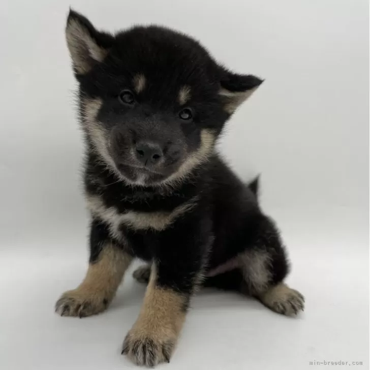 ID:2401-00998の子犬