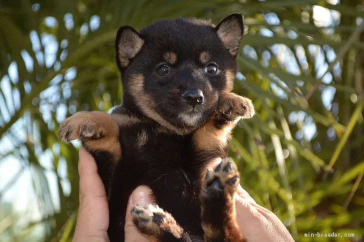 ID:1911-03009の子犬