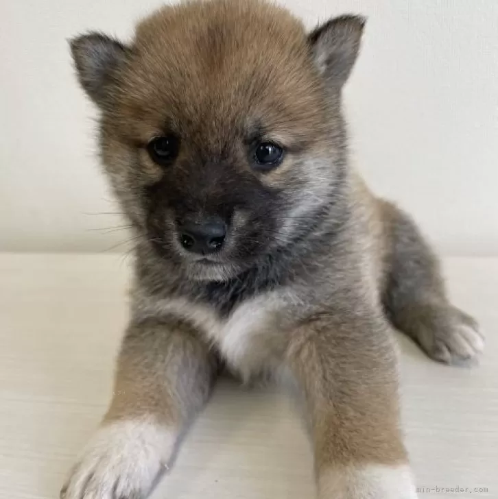 ID:2312-03068の子犬