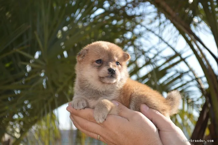 あやこ 様のお迎えした子犬