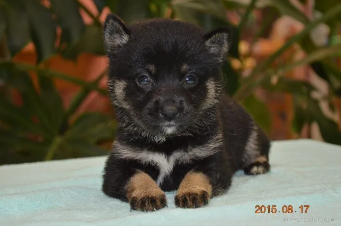 ID:1508-01046の子犬