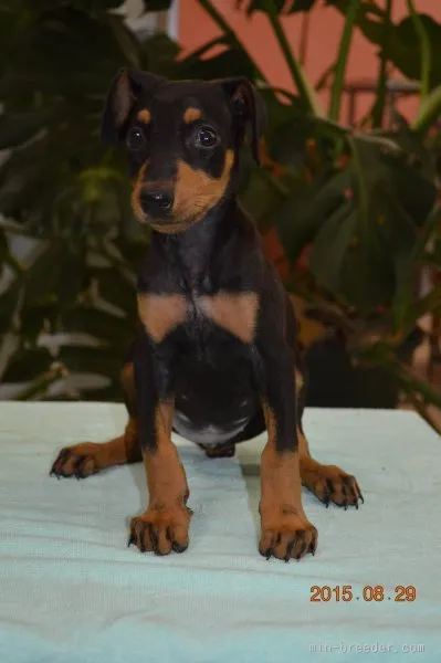 ID:1508-01724の子犬