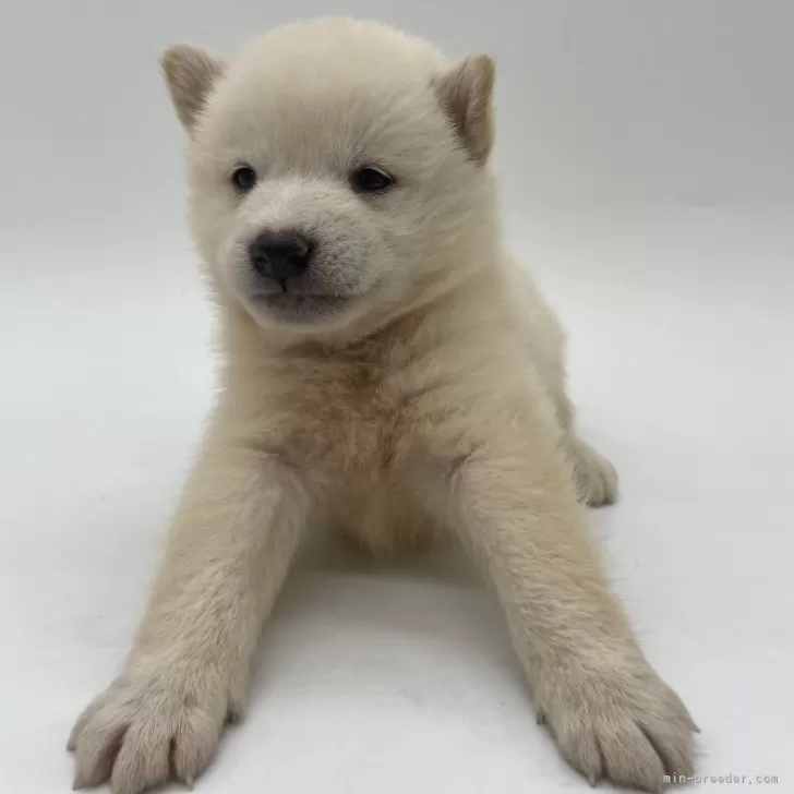 T.S 様のお迎えした子犬