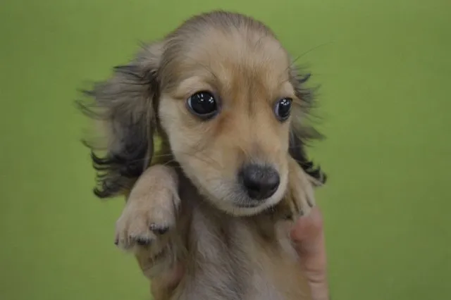 ID:1408-01024の子犬