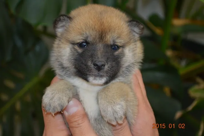 こてぞう 様のお迎えした子犬