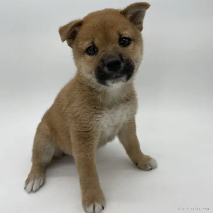 ID：2304-02406の子犬