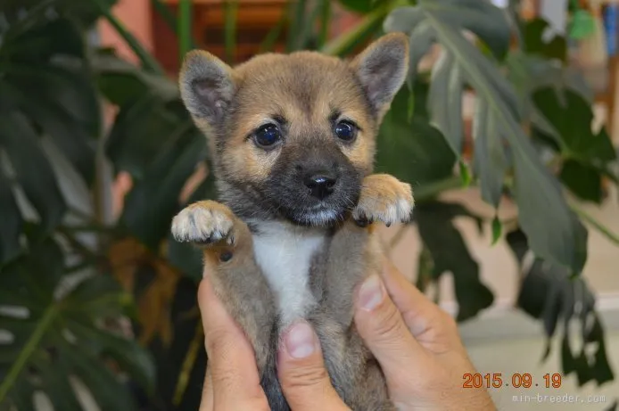 ID:1508-01710の子犬