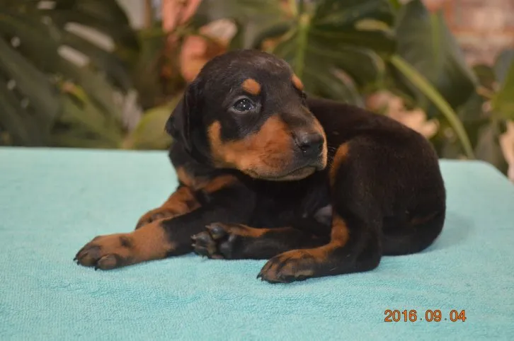 ID:1609-00278の子犬