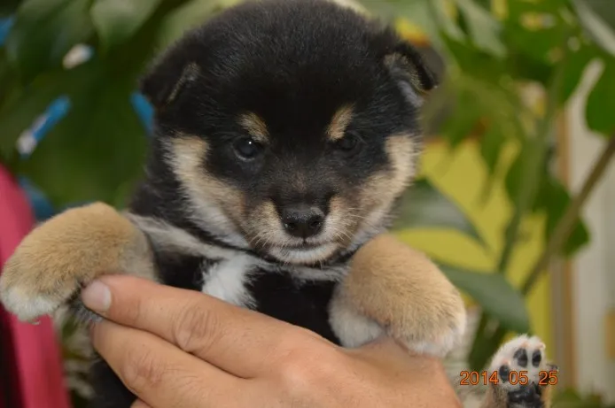 ID:1405-00416の子犬