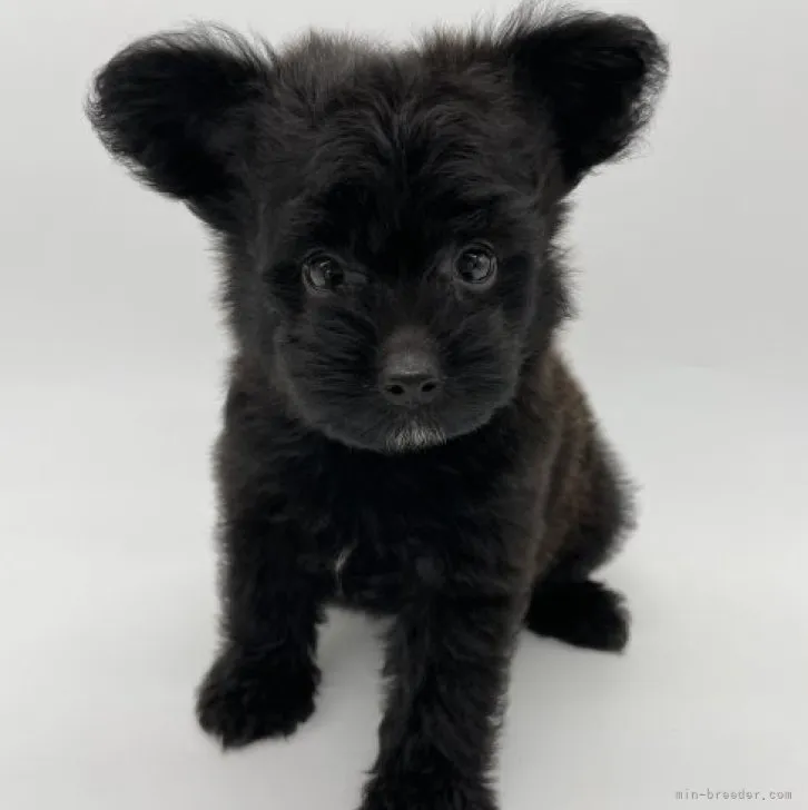 ID:2307-04417の子犬