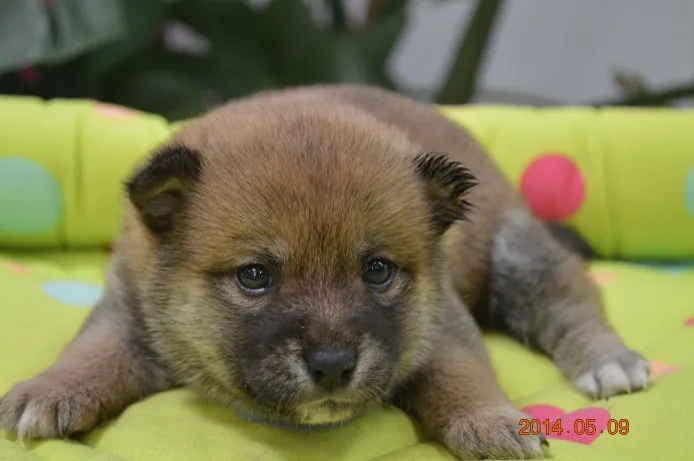 ID:1404-01225の子犬