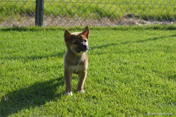 ID:1810-01580の子犬
