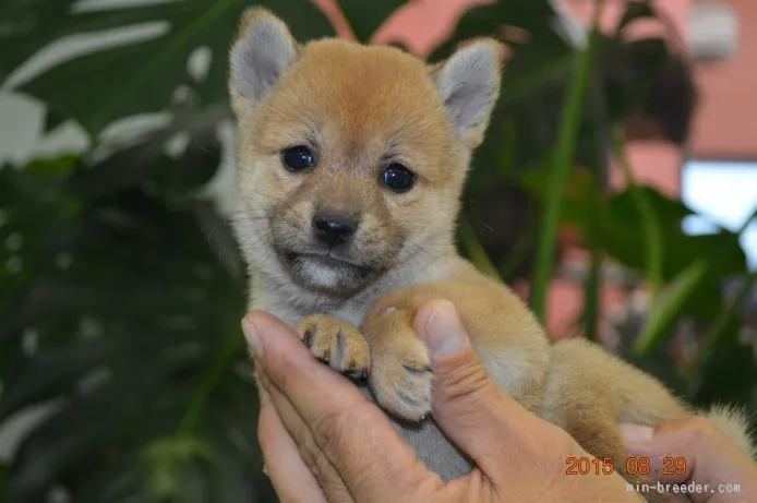 ID:1508-01727の子犬