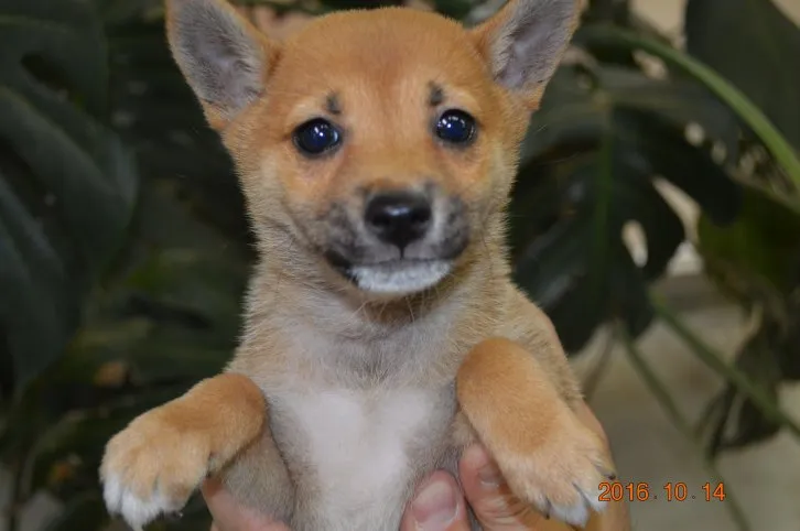 ポチのチチ 様のお迎えした子犬