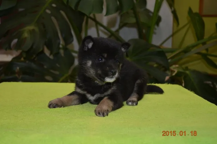 ID:1501-00044の子犬