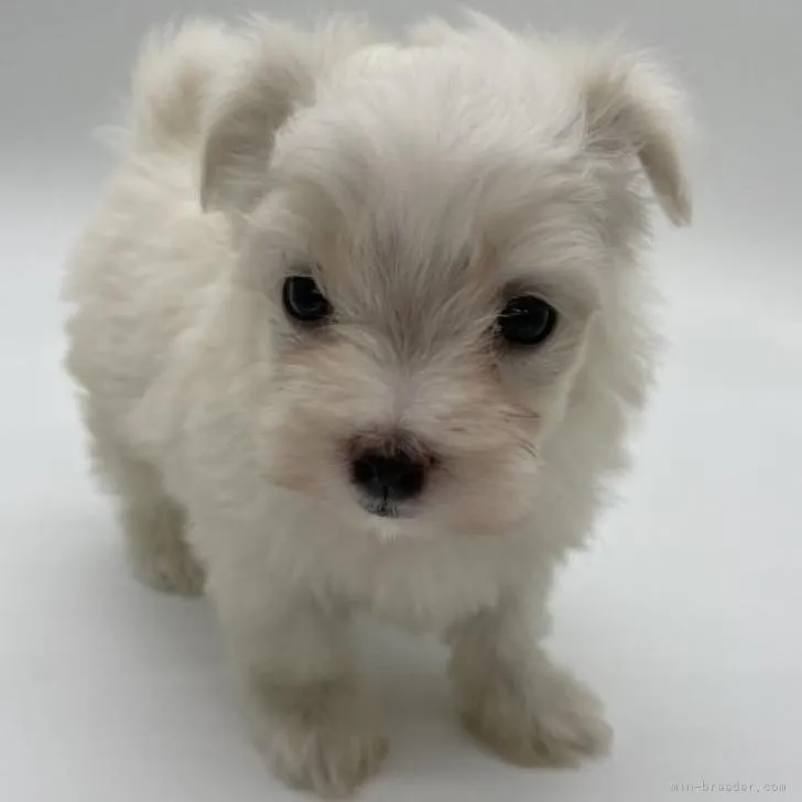ID：2211-01912の子犬
