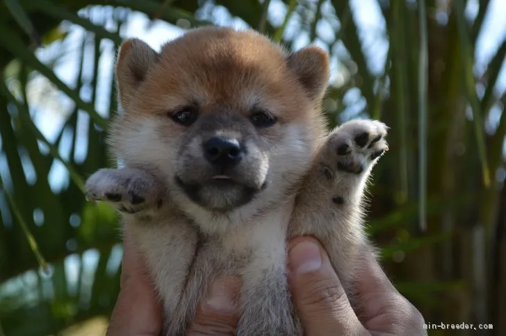 ID:1910-00529の子犬