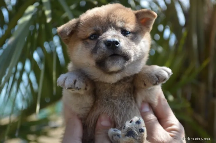 ID:2004-02816の子犬