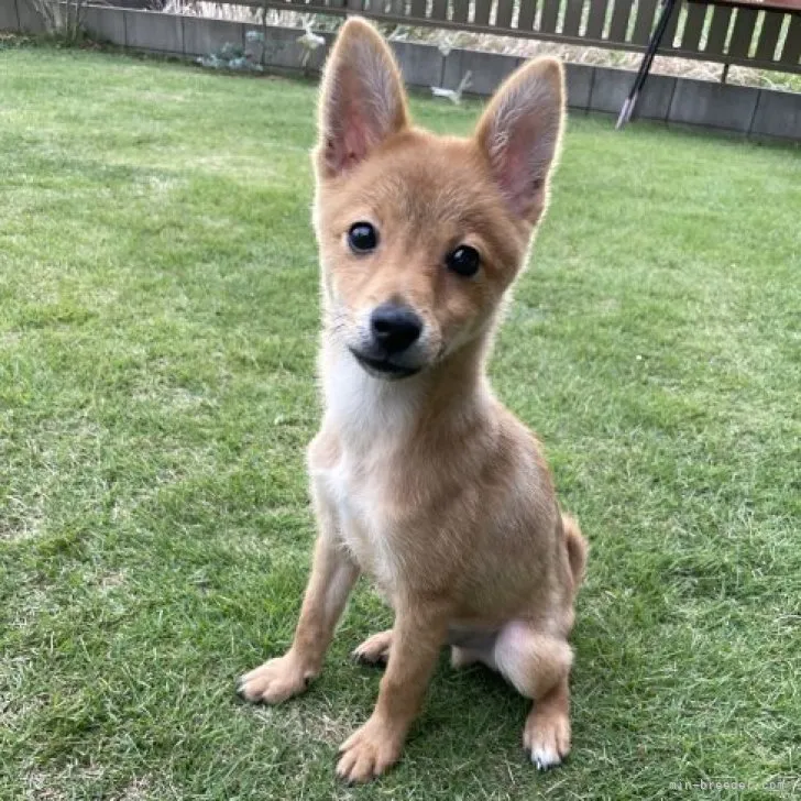 ID:2309-00868の子犬