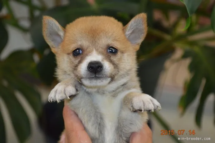 ID:1507-01458の子犬
