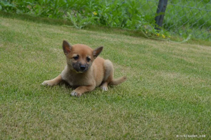 ID:1909-00402の子犬