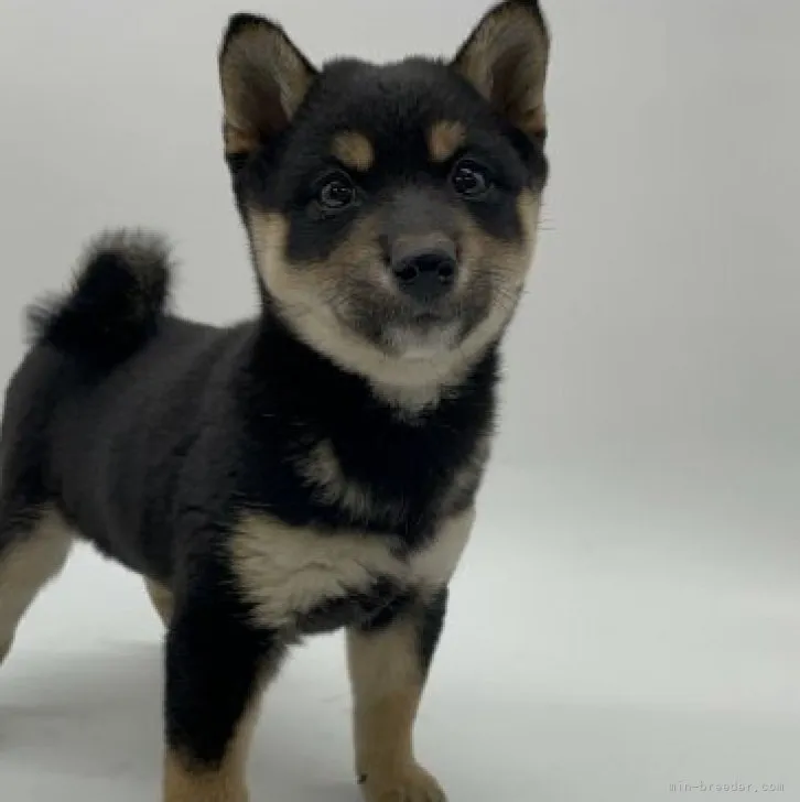 ID:2311-01492の子犬