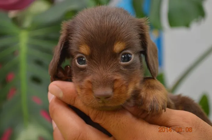 ID:1407-01053の子犬