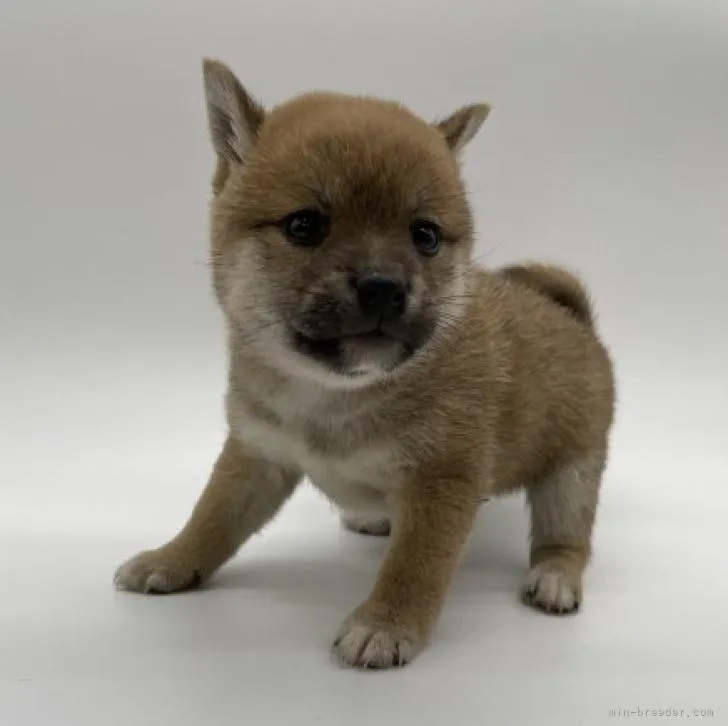 ID:2212-03243の子犬