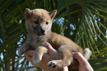 柴犬(標準サイズ)【千葉県・男の子・2019年3月9日・赤】の写真「小ぶりな男の子♪」