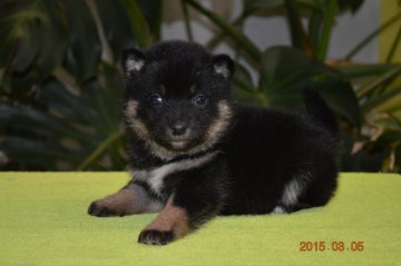 柴犬(豆柴)【千葉県・女の子・2015年1月26日・黒】の写真「」