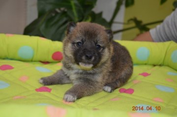 柴犬(豆柴)【千葉県・女の子・2014年3月13日・赤】の写真「」
