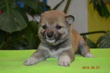 柴犬(豆柴)【千葉県・女の子・2014年4月13日・赤】の写真「」