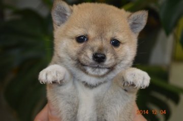 柴犬(豆柴)【千葉県・男の子・2014年10月24日・赤】の写真「」