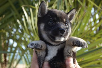 柴犬(豆柴)【千葉県・女の子・2019年2月2日・黒】の写真「元気な3兄弟☆」