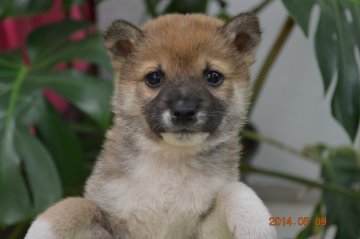 柴犬(豆柴)【千葉県・男の子・2014年3月28日・赤】の写真「」