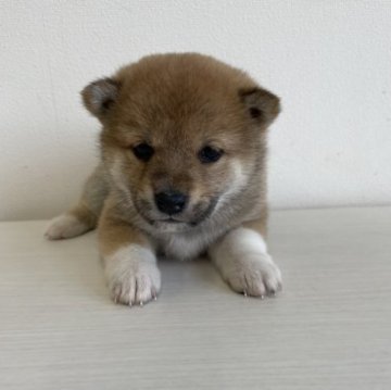 柴犬(標準サイズ)【千葉県・女の子・2023年10月21日・赤】の写真「おっとり兄弟」