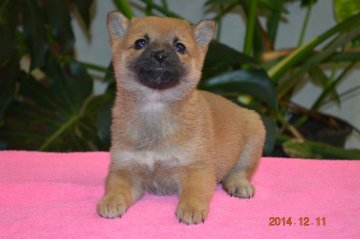 柴犬(豆柴)【千葉県・女の子・2014年10月24日・赤】の写真「」