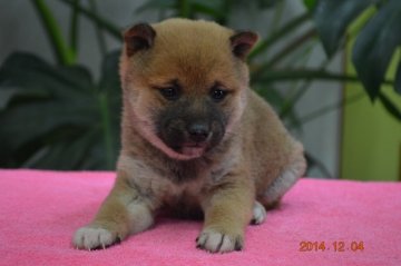 柴犬(豆柴)【千葉県・女の子・2014年11月1日・赤】の写真「」