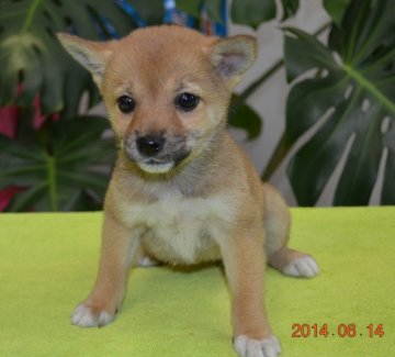 柴犬(豆柴)【千葉県・女の子・2014年4月11日・赤】の写真「」