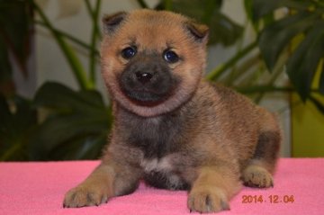 柴犬(標準サイズ)【千葉県・男の子・2014年10月21日・赤】の写真「親は豆柴です☆」