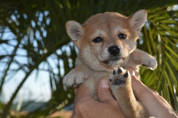 柴犬(標準サイズ)【千葉県・女の子・2019年10月1日・赤】の写真「おっとり4姉妹♪」